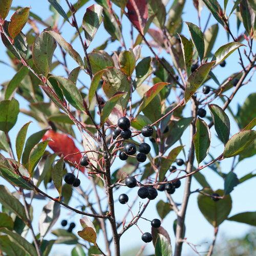 Aronia melanocarpa 'SMNAMPEM' USPP 34,116~ PW® Low Scape Snowfire® Aronia-ServeScape