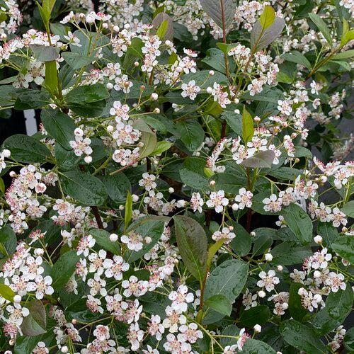 Aronia melanocarpa 'SMNAMPEM' USPP 34,116~ PW® Low Scape Snowfire® Aronia-ServeScape