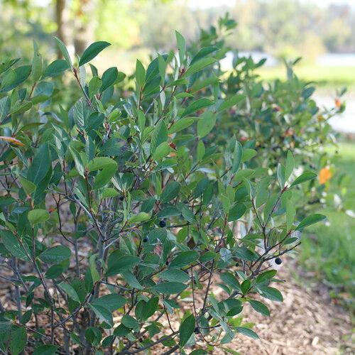 Aronia melanocarpa 'SMNAMPEM' USPP 34,116~ PW® Low Scape Snowfire® Aronia-ServeScape