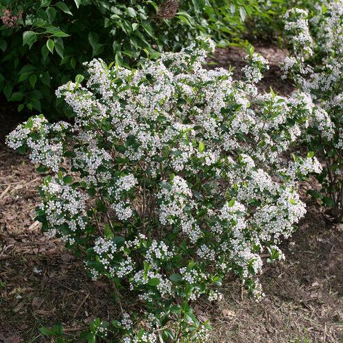 Aronia melanocarpa 'SMNAMPEM' USPP 34,116~ PW® Low Scape Snowfire® Aronia-ServeScape