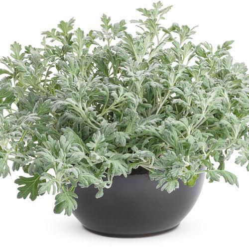 Artemisia stelleriana 'Silver Bullet' ~ PW® Silver Bullet® Wormwood-ServeScape