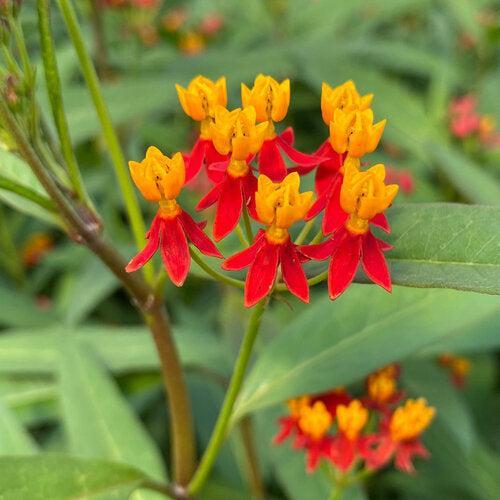 Asclepias curassavica 'Silky Deep Red' ~ Silky Deep Red Milkweed-ServeScape