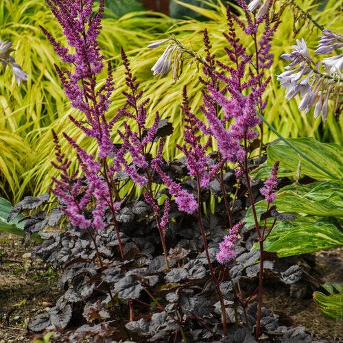 Astilbe 'Dark Side of the Moon' ~ Dark Side of the Moon Astilbe-ServeScape