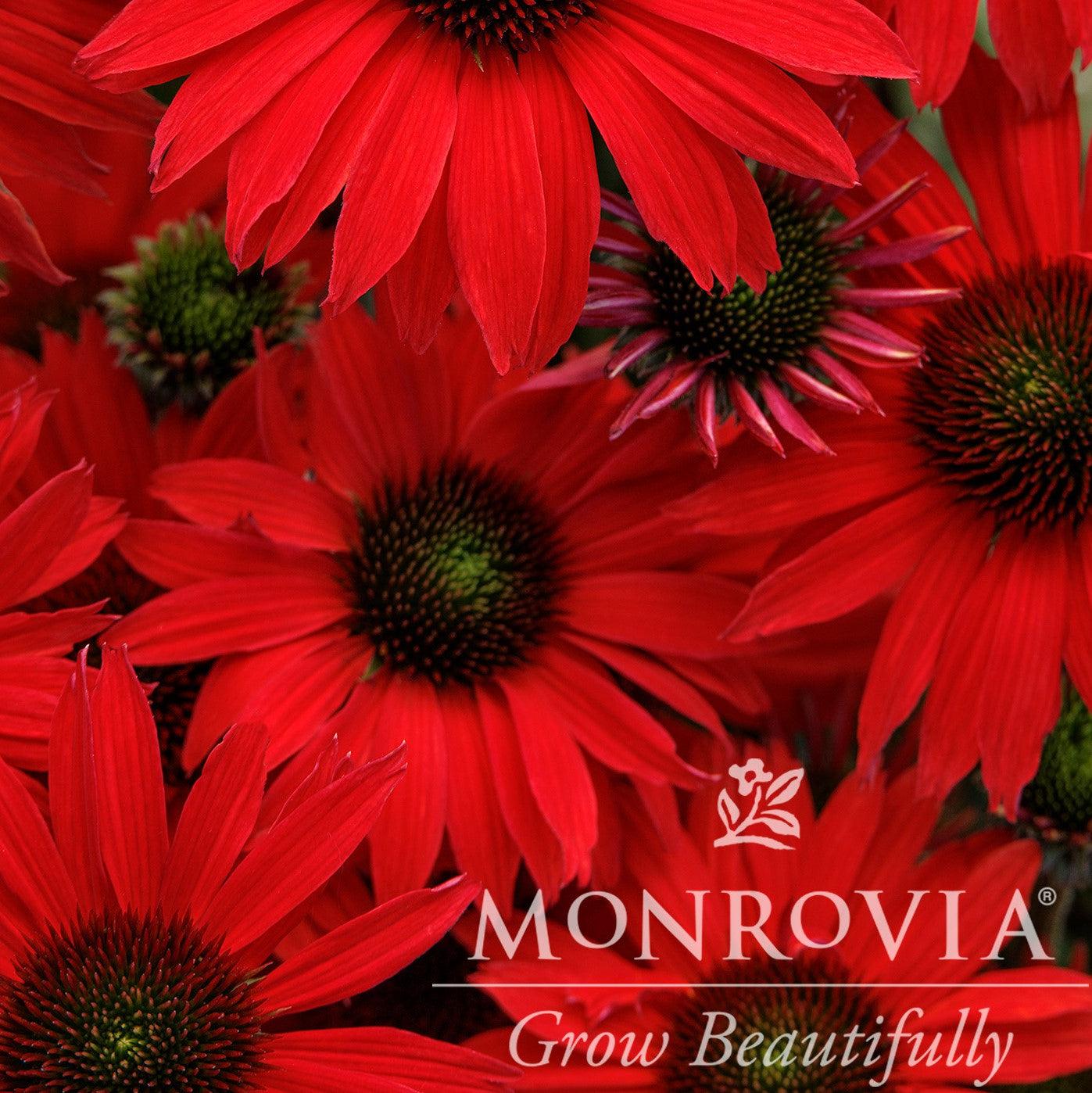 Echinacea 'TNECHKRD' PP #29,743 ~ Monrovia® Kismet® Red Coneflower-ServeScape