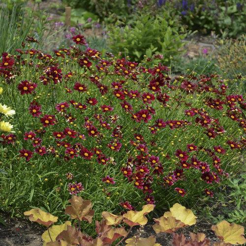 Coreopsis x 'Mercury Rising' ~ Monrovia® Big Bang™ Mercury Rising Tickseed-ServeScape