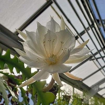 Epiphyllum anguliger ~ Monrovia® Fishbone Cactus-ServeScape