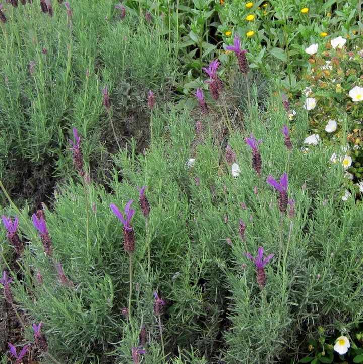 Lavandula stoechas 'Javelin Compact Purple' ~ Monrovia® Javelin™ Compact Purple Spanish Lavender-ServeScape