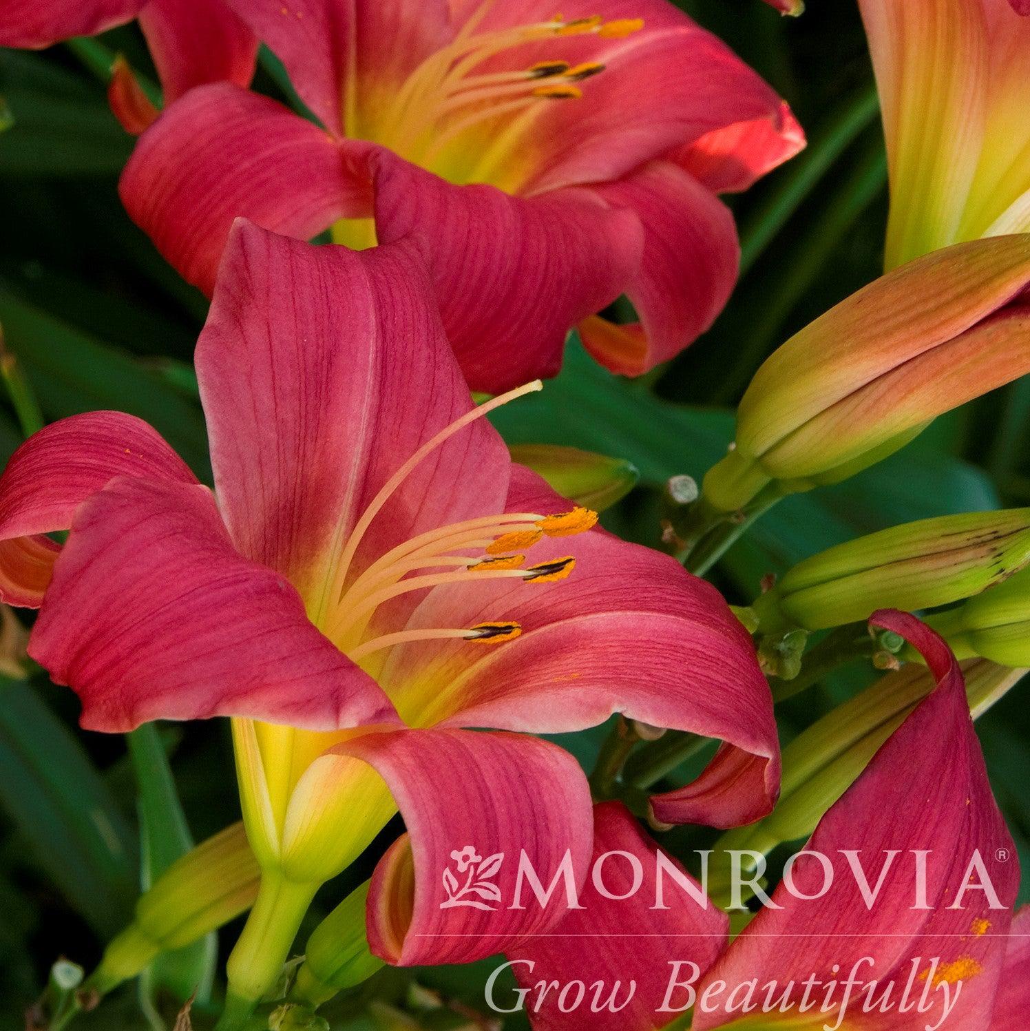 Hemerocallis 'Little Business' ~ Monrovia® Little Business Daylily-ServeScape