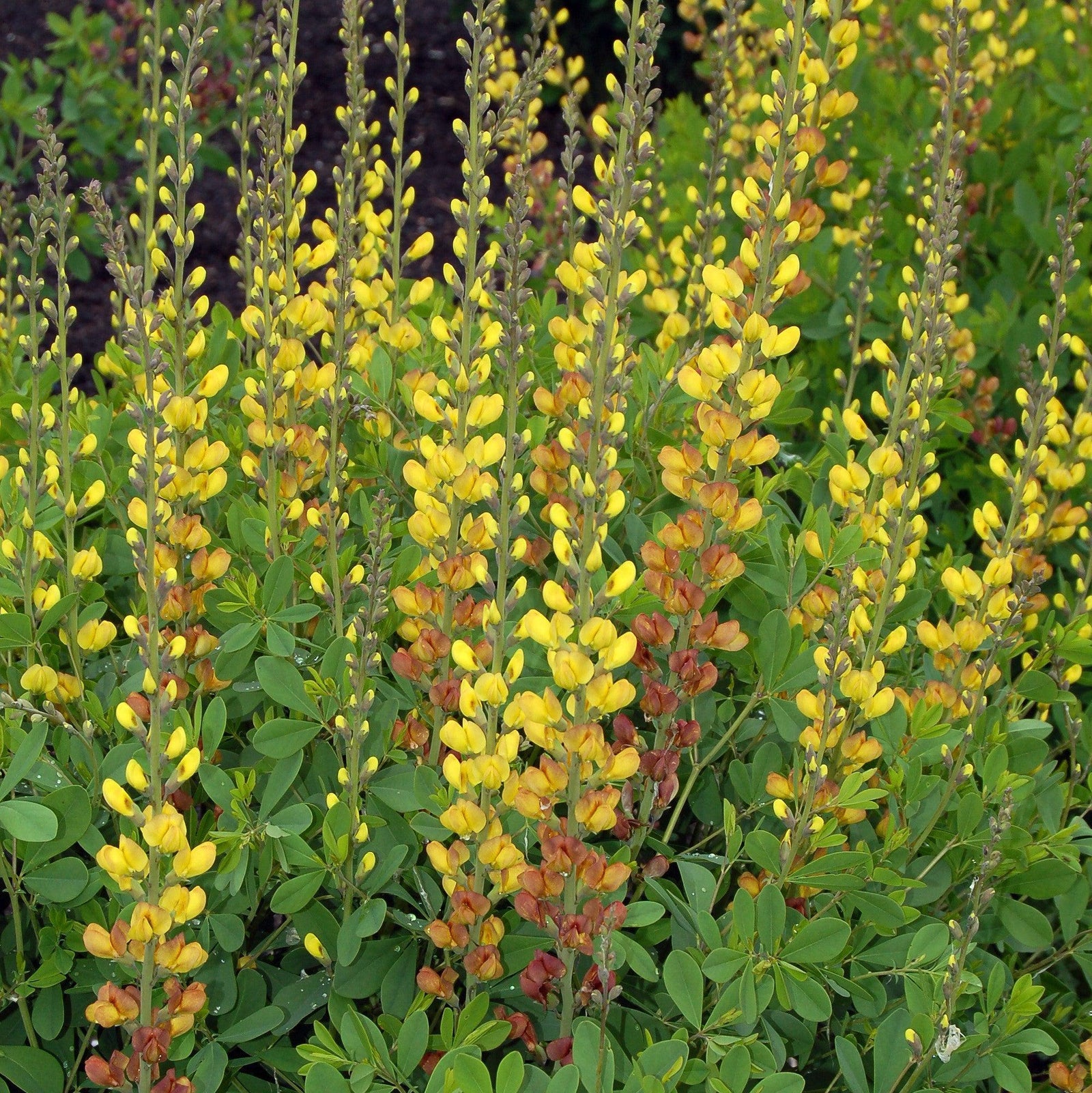 Baptisia ‘Solar Flare' ~ Prairieblues™ Solar Flare Baptisia, False Indigo-ServeScape