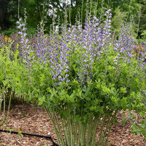Baptisia x 'Decadence Blue Bubbly' PP33234 ~ PW® Decadence® Blue Bubbly False Indigo-ServeScape
