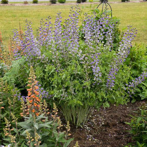 Baptisia x 'Decadence Blue Bubbly' PP33234 ~ PW® Decadence® Blue Bubbly False Indigo-ServeScape