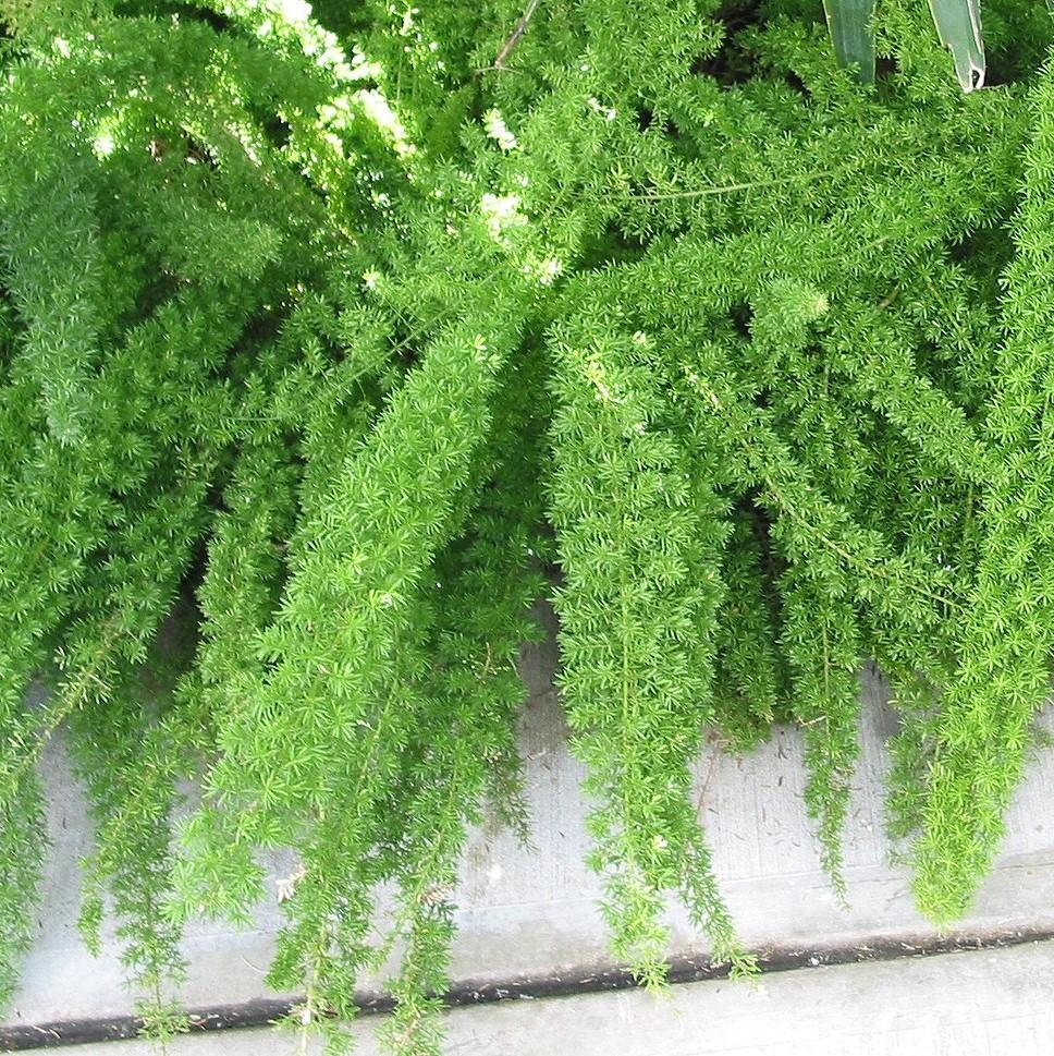 Asparagus densiflorus 'Myersii' ~ Foxtail Asparagus Fern-ServeScape