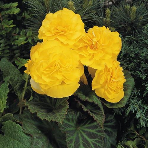 Begonia x tuberhybrida 'Nonstop Yellow' ~ Nonstop® Yellow Begonia-ServeScape