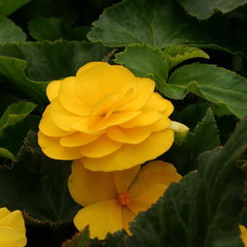 Begonia x tuberhybrida 'Nonstop Mocca Yellow' ~ Nonstop® Mocca Yellow Begonia-ServeScape