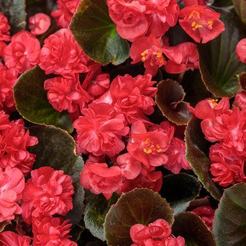 Begonia semperflorens 'Double Up Red' ~ PW® Double up™ Red Begonia-ServeScape