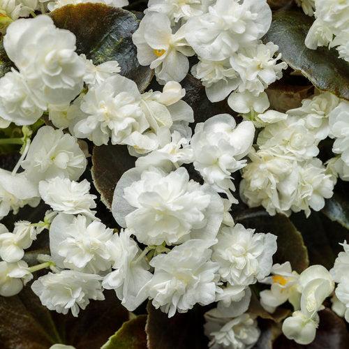 Begonia semperflorens 'Double Up White' ~ PW® Double up™ White Begonia-ServeScape