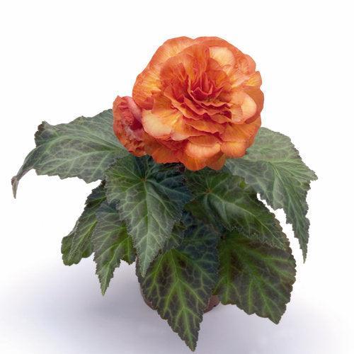 Begonia x tuberhybrida 'Nonstop Fire' ~ Nonstop® Fire Begonia-ServeScape