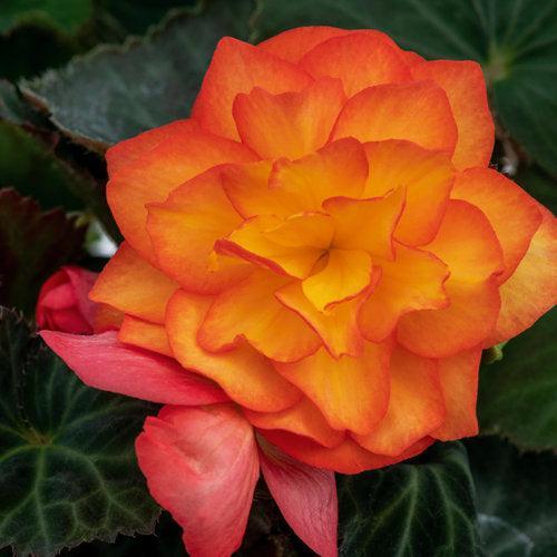 Begonia x tuberhybrida 'Nonstop Fire' ~ Nonstop® Fire Begonia-ServeScape