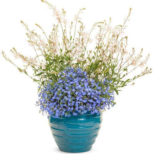 Lobelia erinus ’WNLOBLSB23’ ~ PW® Laguna® Sky Blue Lobelia-ServeScape