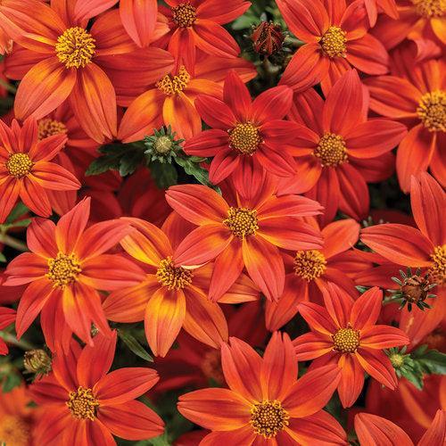 Bidens 'NBIDCAMEM' PP32,647 ~ PW® Campfire® Flame Bidens-ServeScape