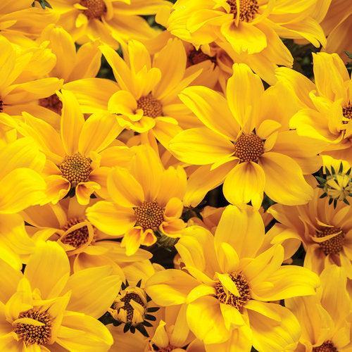 Bidens ferulifolia 'BID16101' PP32,646 ~ PW® Goldilocks Rocks® Bidens-ServeScape