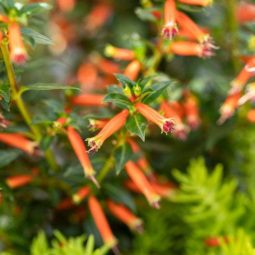 Cuphea hybrid 'Cupver’ ~ Vermillionaire® Cuphea-ServeScape