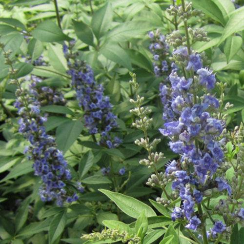 Vitex agnus-castus 'SMVACBD' ~ Blue Diddley® Chaste Tree-ServeScape