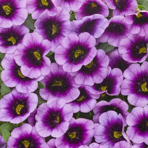 Calibrachoa hybrid 'Blue Moon Punch' ~ PW® Superbells® Blue Moon Punch™ Calibrachoa-ServeScape