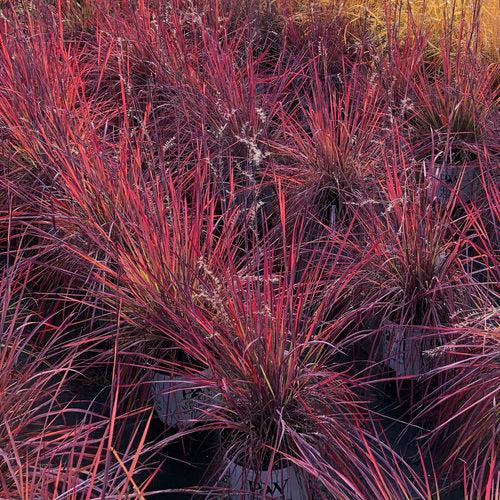 Schizachyrium scoparium 'Blue Paradise' ~ 'Blue Paradise' Little Bluestem-ServeScape