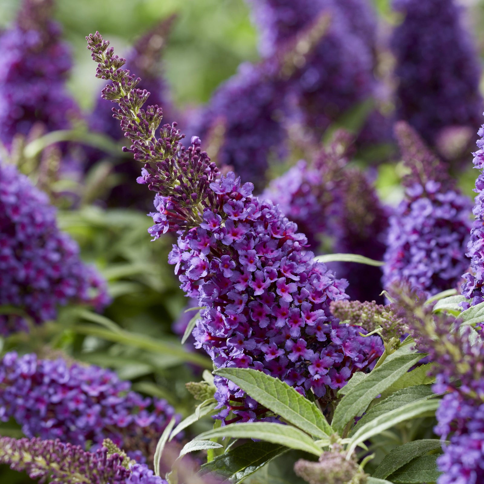 Buddleia davidii 'BotEx 001' PP34,515 ~ Butterfly Candy™ Li'l Grape™ Butterfly Bush-ServeScape