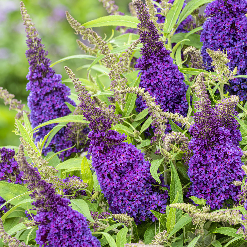 Buddleia davidii 'BotEx 001' PP34,515 ~ Butterfly Candy™ Li'l Grape™ Butterfly Bush-ServeScape