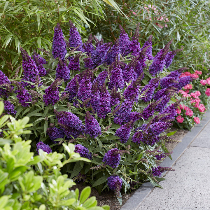 Buddleia davidii 'BotEx 001' PP34,515 ~ Butterfly Candy™ Li'l Grape™ Butterfly Bush-ServeScape