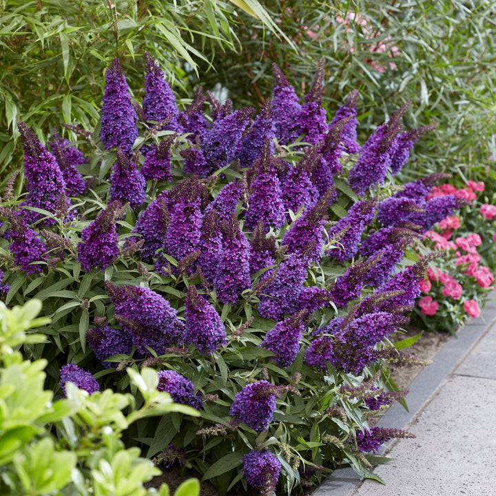 Buddleia davidii 'BotEx 001' PP34,515 ~ Butterfly Candy™ Li'l Grape™ Butterfly Bush-ServeScape