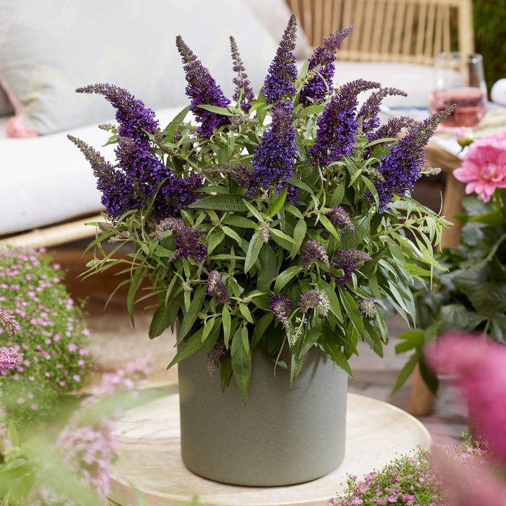 Buddleia davidii 'BotEx 001' PP34,515 ~ Butterfly Candy™ Li'l Grape™ Butterfly Bush-ServeScape