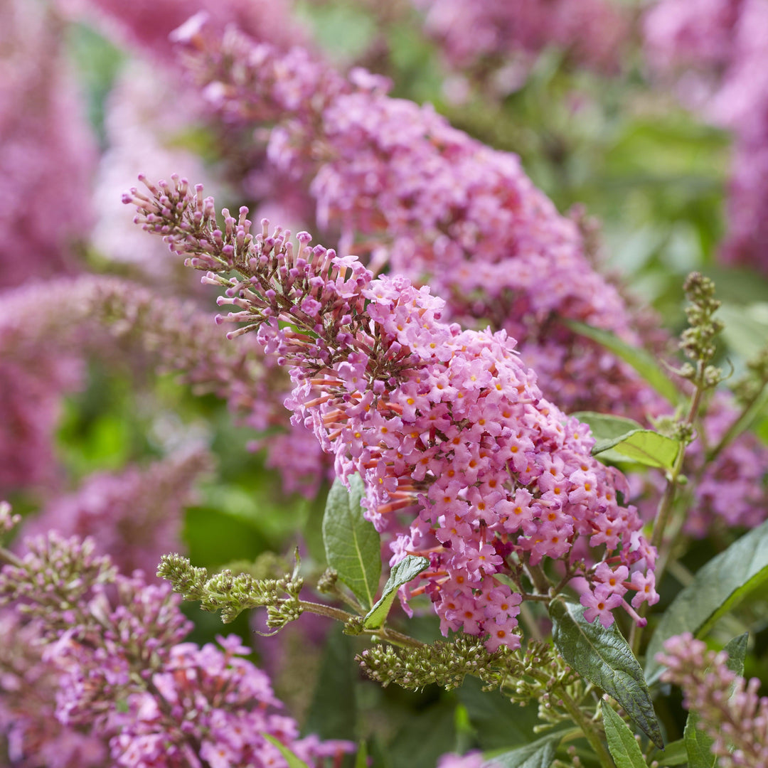 Buddleia davidii 'BotEx 005' PP34,703 ~ Butterfly Candy™ Li'l Taffy™ Butterfly Bush-ServeScape