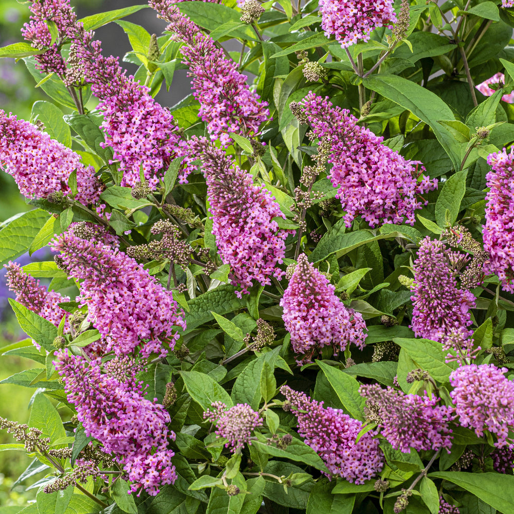 Buddleia davidii 'BotEx 005' PP34,703 ~ Butterfly Candy™ Li'l Taffy™ Butterfly Bush-ServeScape