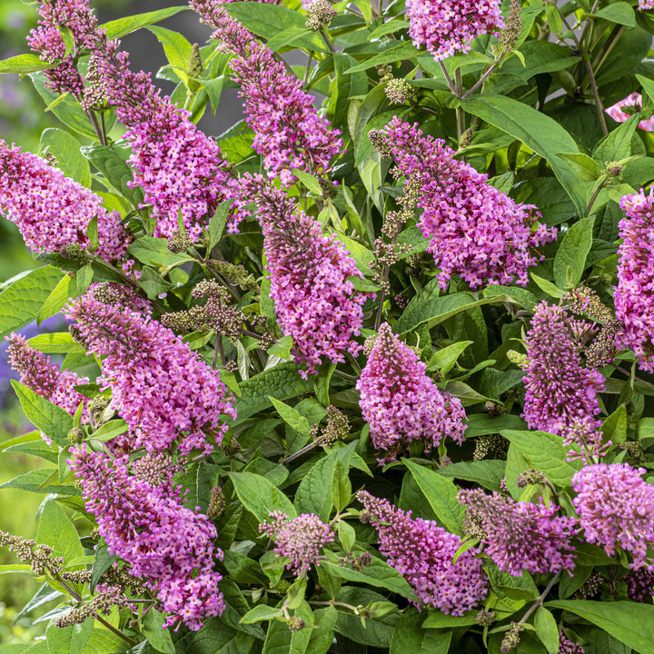 Buddleia davidii 'BotEx 005' PP34,703 ~ Butterfly Candy™ Li'l Taffy™ Butterfly Bush-ServeScape