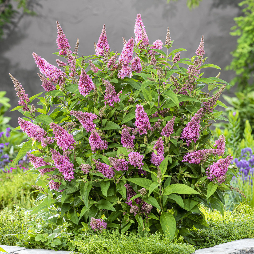 Buddleia davidii 'BotEx 005' PP34,703 ~ Butterfly Candy™ Li'l Taffy™ Butterfly Bush-ServeScape