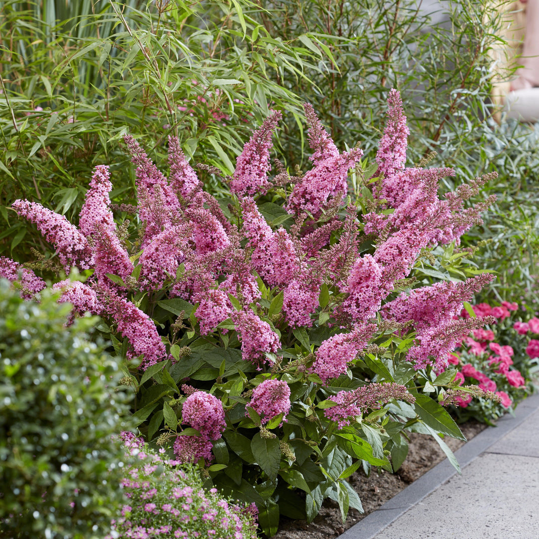 Buddleia davidii 'BotEx 005' PP34,703 ~ Butterfly Candy™ Li'l Taffy™ Butterfly Bush-ServeScape