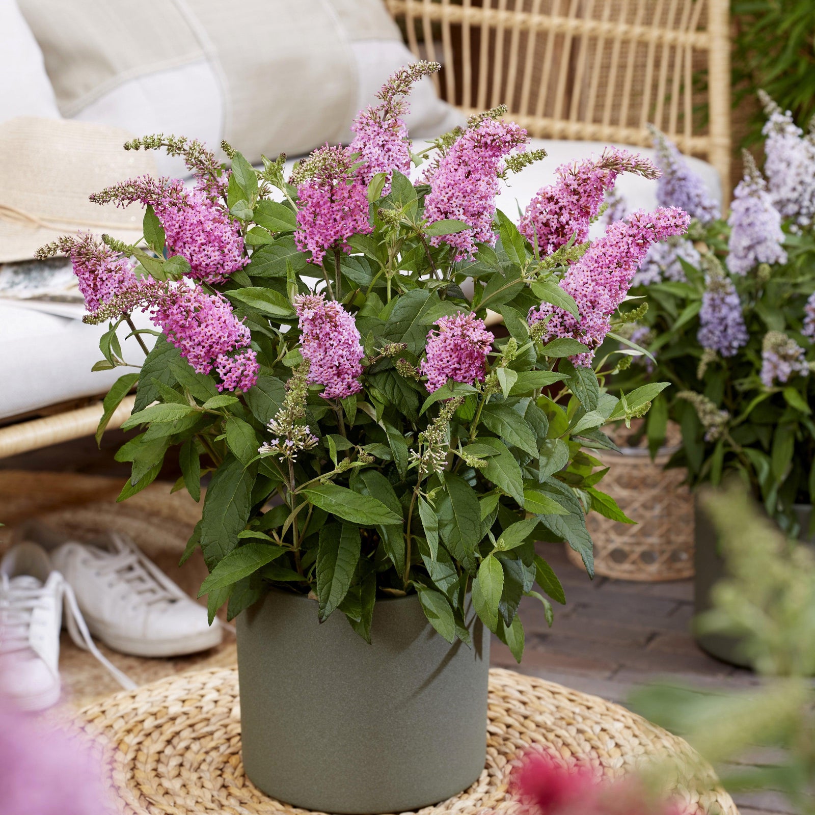 Buddleia davidii 'BotEx 005' PP34,703 ~ Butterfly Candy™ Li'l Taffy™ Butterfly Bush-ServeScape