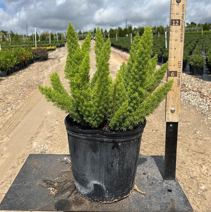 Asparagus densiflorus 'Myersii' ~ Foxtail Asparagus Fern-ServeScape