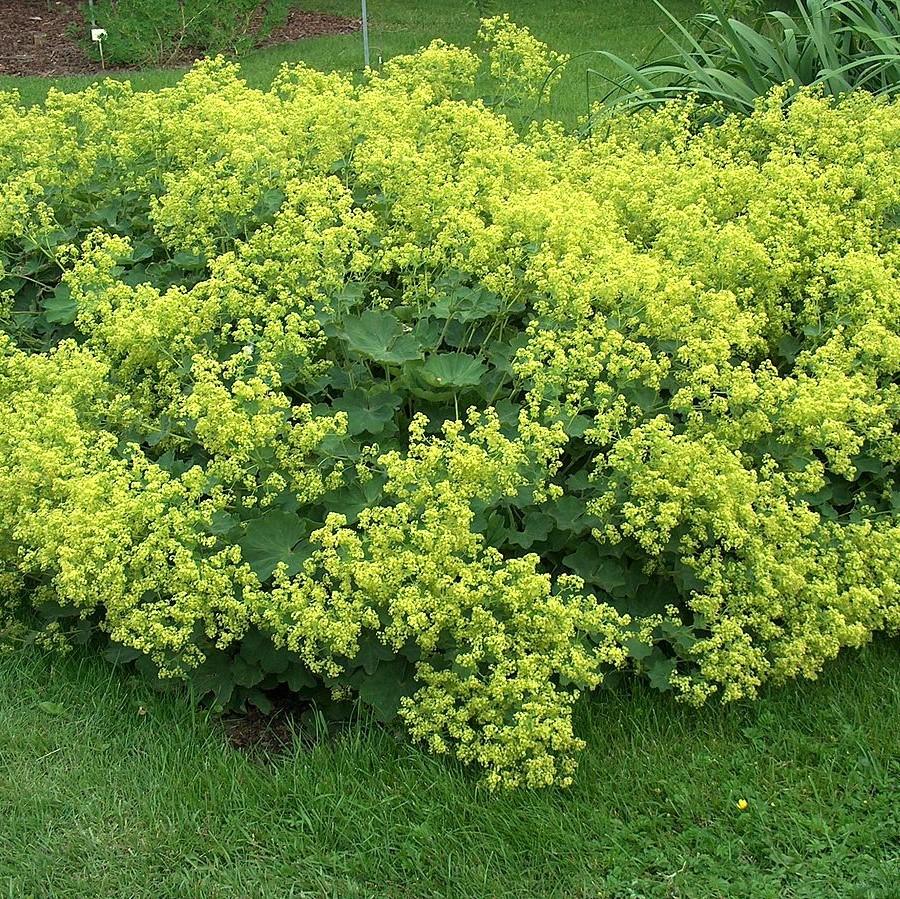 Alchemilla mollis ~ Monrovia® Lady's Mantle-ServeScape