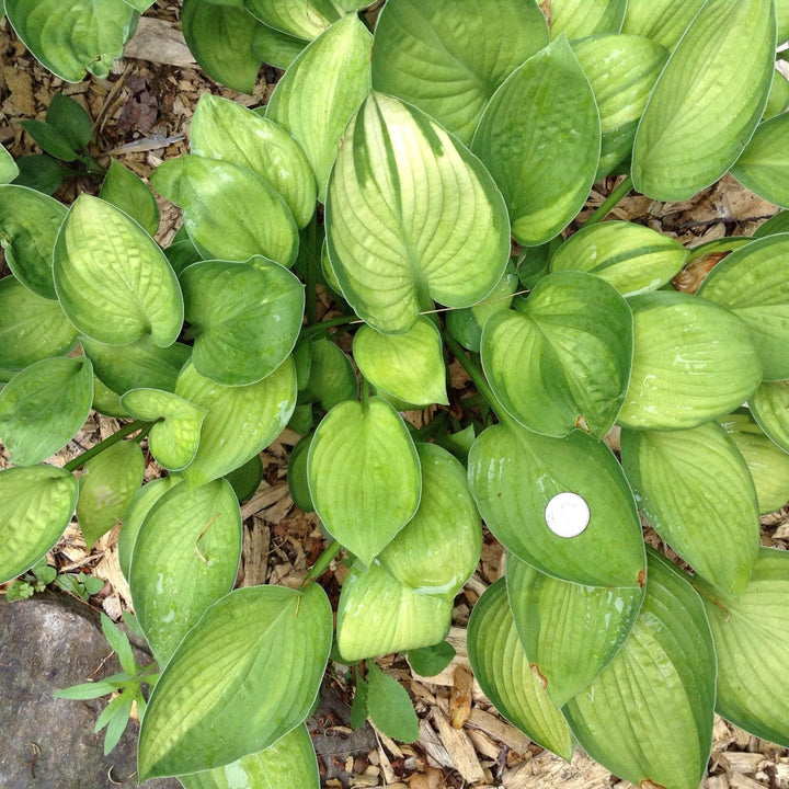 Hosta x 'Gold Standard' ~ Monrovia® Gold Standard Hosta-ServeScape