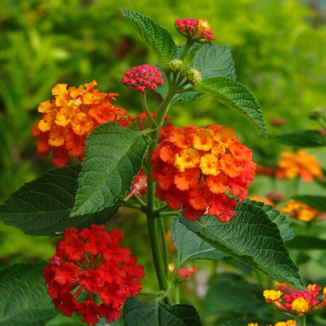 Lantana camara 'Fiesta Picante' ~ Monrovia® Fiesta™ Picante Lantana-ServeScape
