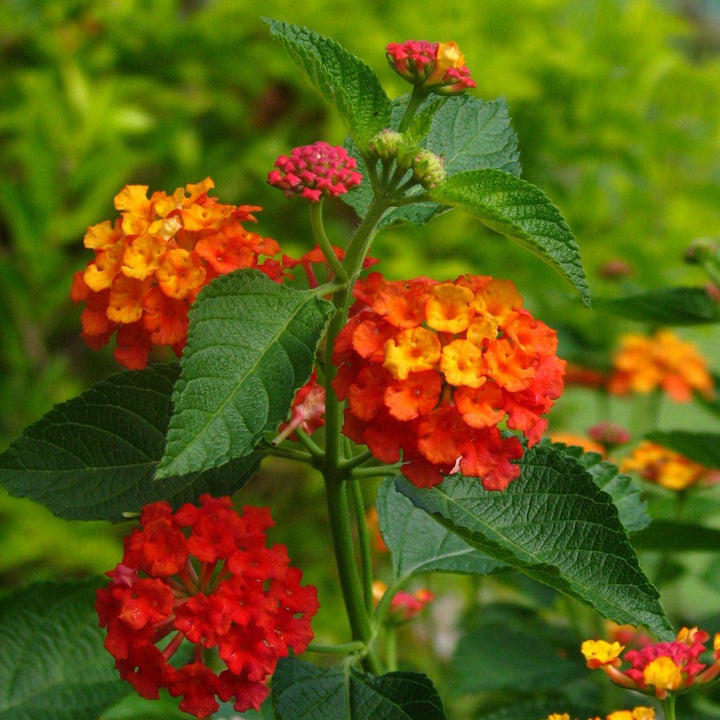 Lantana camara 'Fiesta Picante' ~ Monrovia® Fiesta™ Picante Lantana-ServeScape
