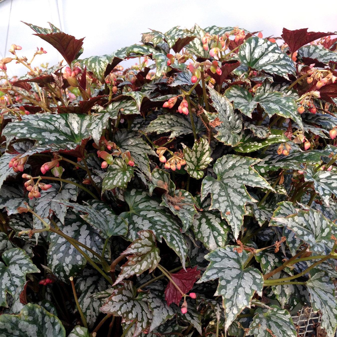 Begonia 'Jolly Holly' ~ Monrovia® Holiday™ Jolly Holly Begonia-ServeScape