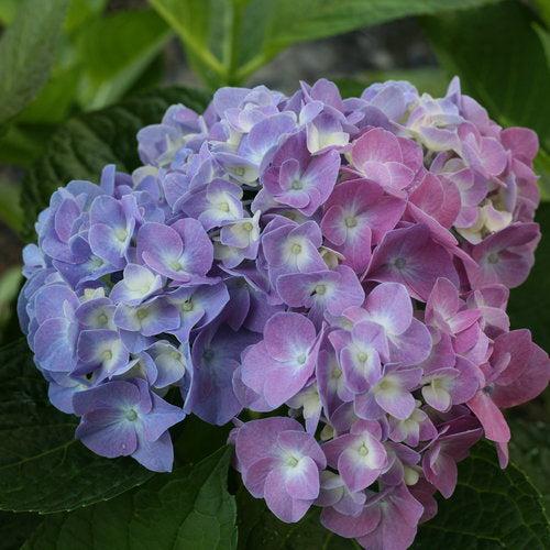 Hydrangea macrophylla 'SMHMTAU' ~ Monrovia® Let's Dance® Blue Jangles® Hydrangea-ServeScape