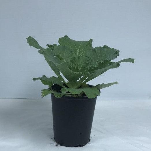 Coweta Greenhouses ~ Ornamental Cabbage-ServeScape