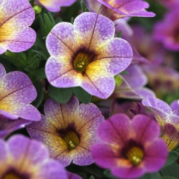 Calibrachoa 'Chameleon Blueberry Scone' ~ Chameleon® Blueberry Scone Calibrachoa-ServeScape