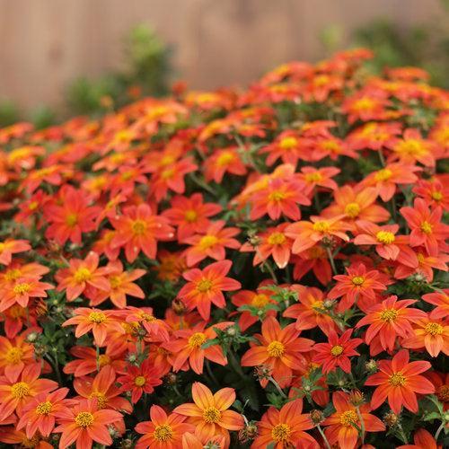 Bidens 'NBIDCAMEM' PP32,647 ~ PW® Campfire® Flame Bidens-ServeScape
